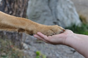 human hand holding paw