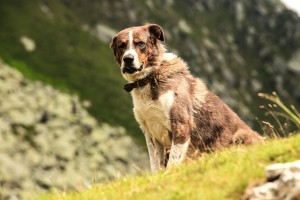 animal-dog-outside-pet