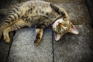 cat with belly up