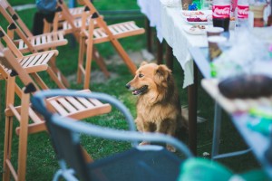garden-party-animal-dog