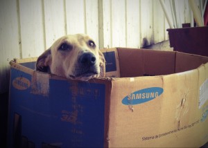 dog in moving box