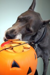 dog with halloween cookies