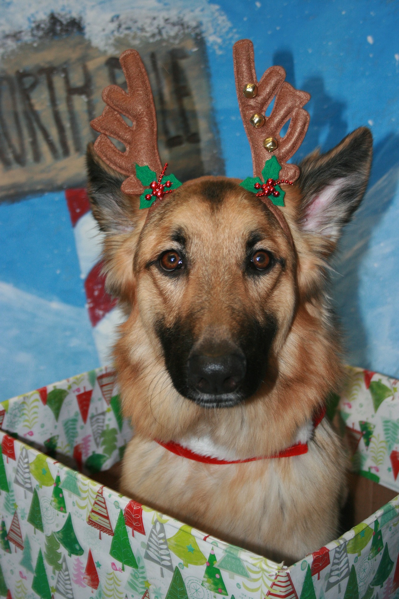 Christmas dog in box