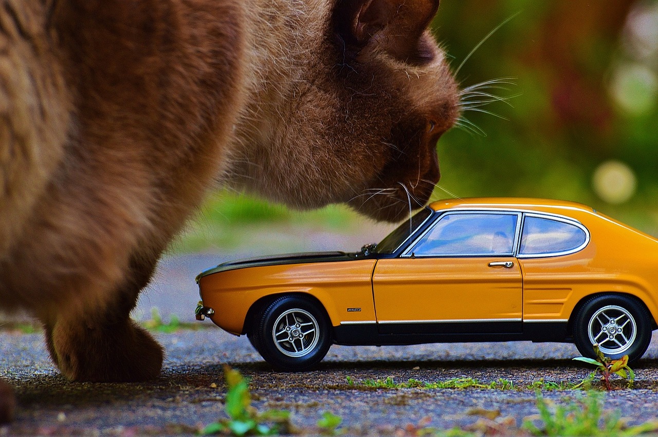 cat with mini car