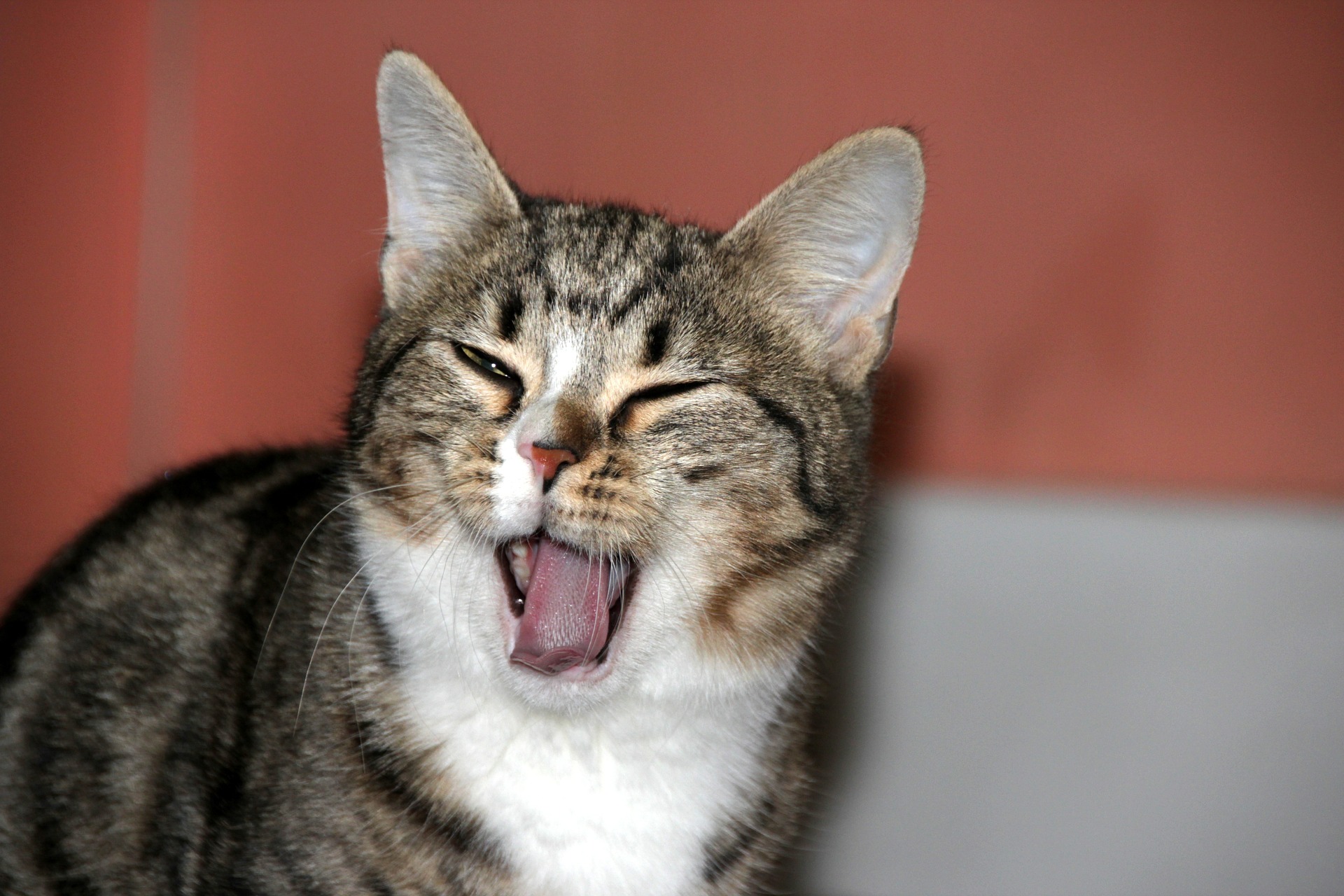 cat with mouth open