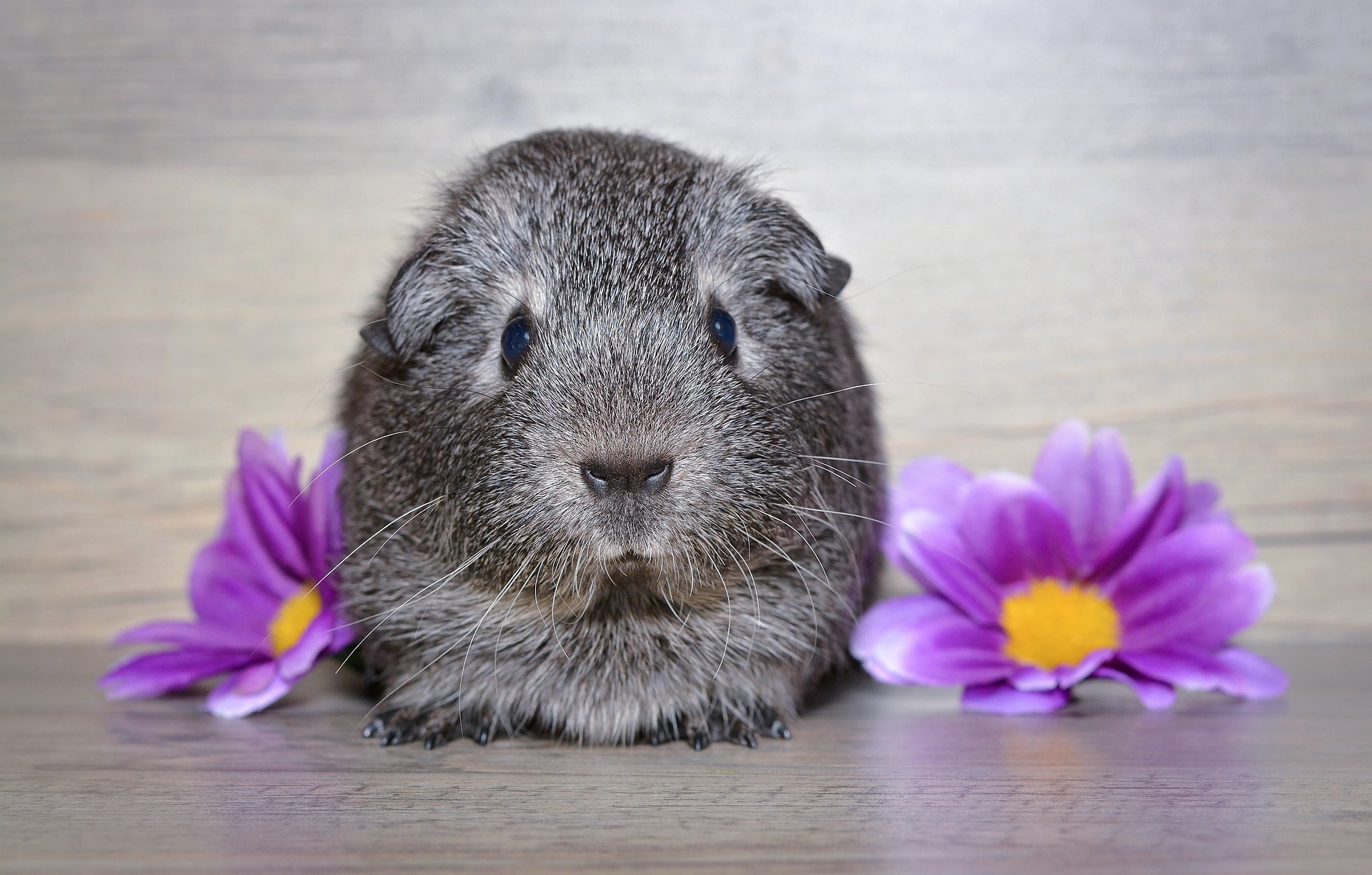 Guinea with flowers