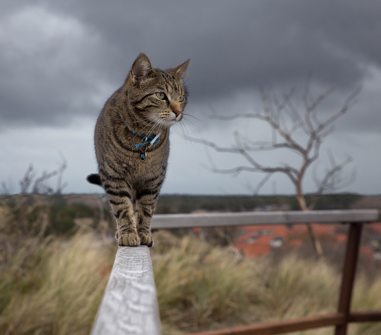 cat on fence