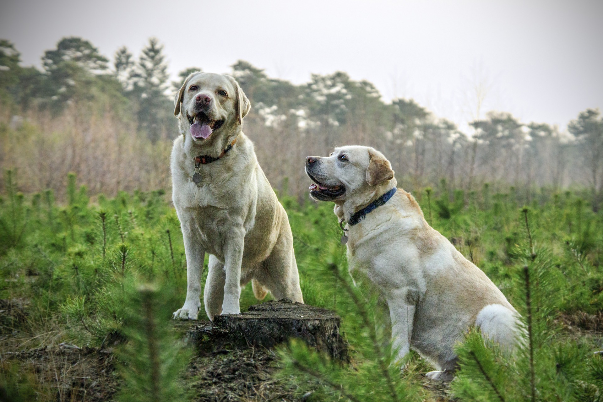 2 labs in grass