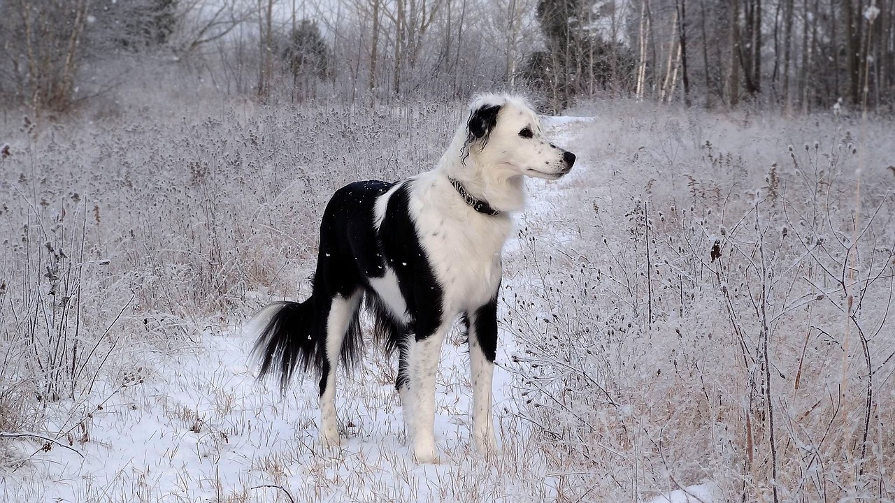 dog on snowy trail