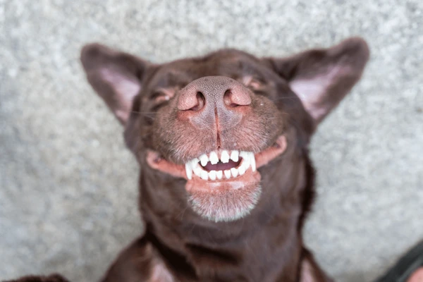 dog lying on its back smiling with teeth showing