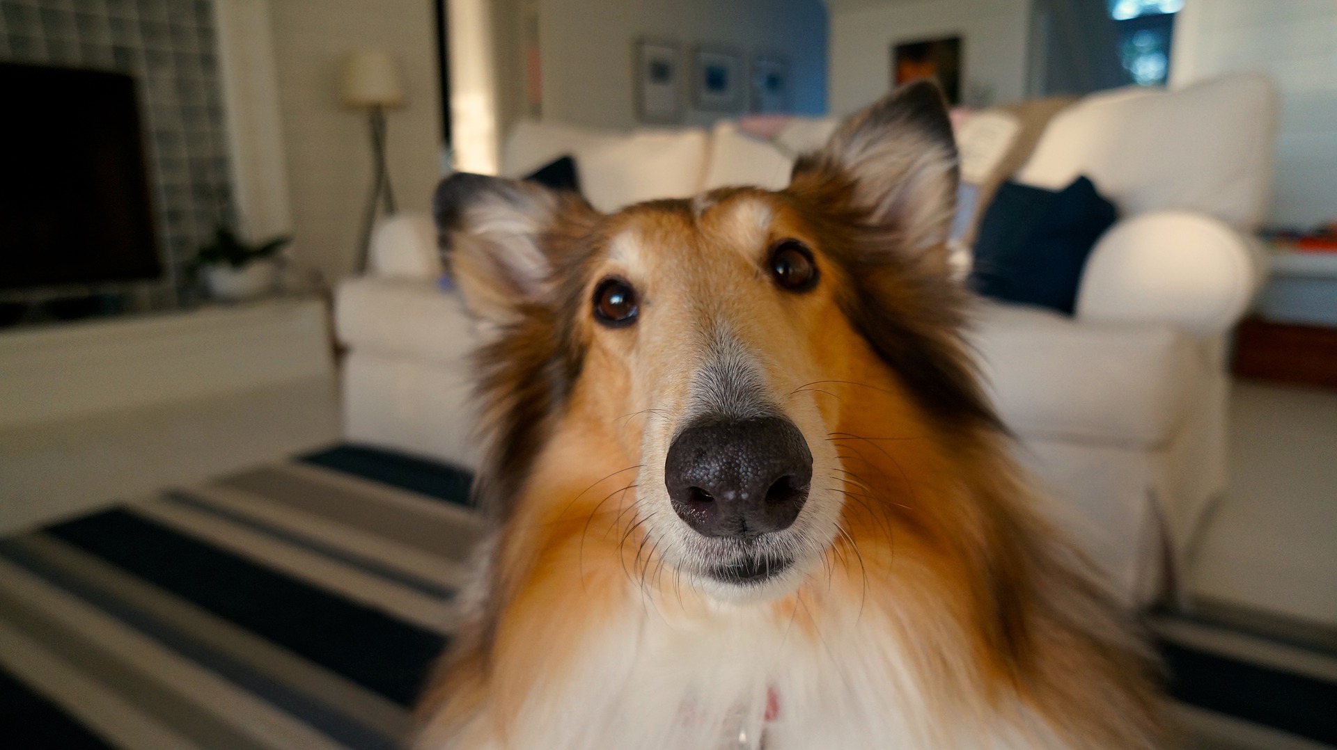 collie with big eyes