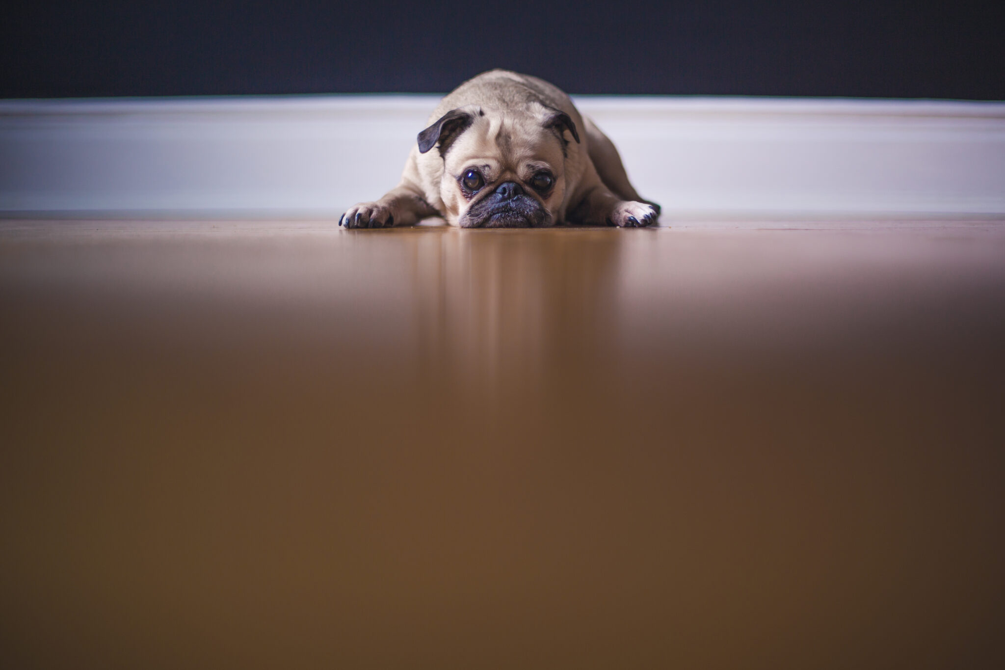 Pug Dog Laying On The Floor