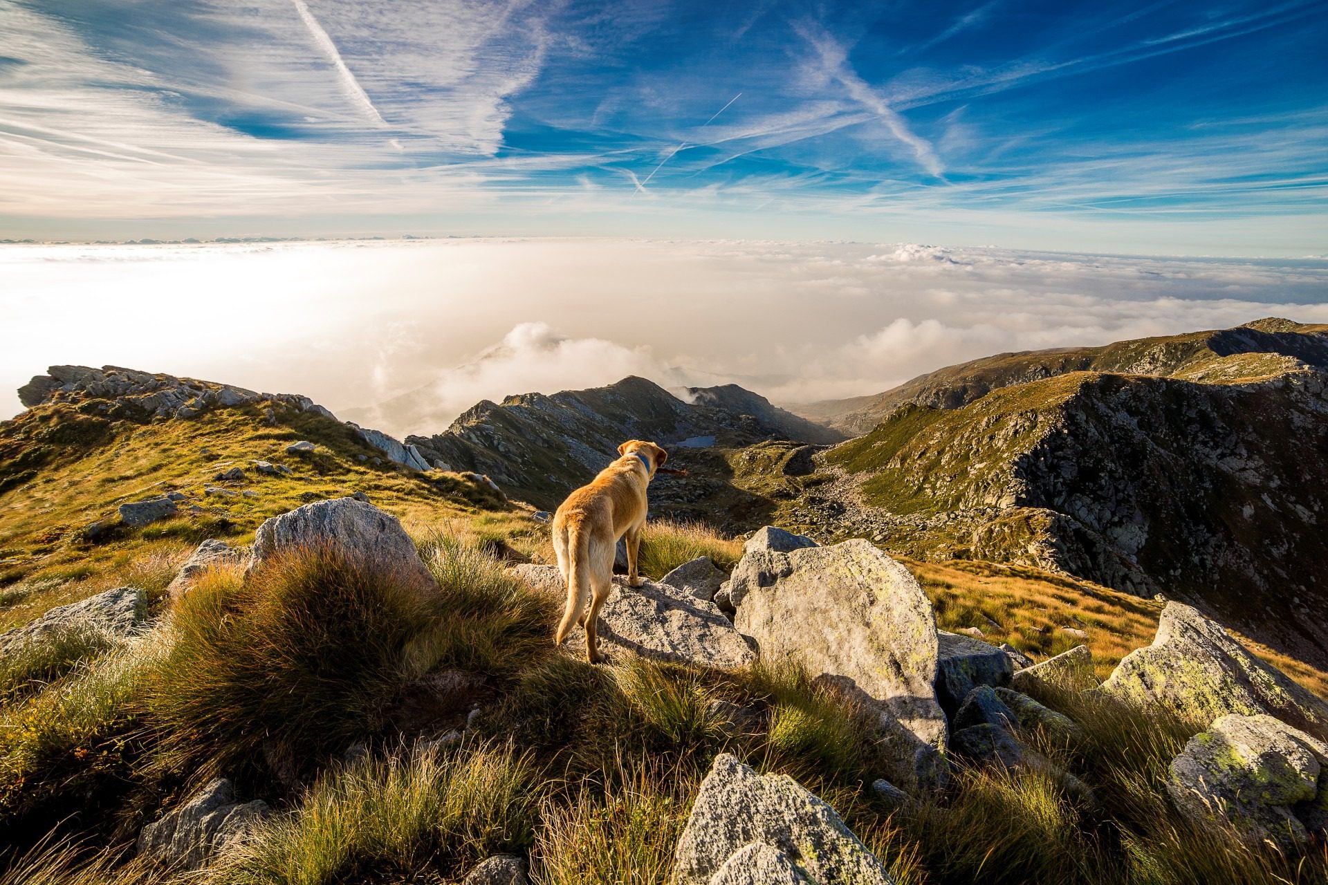 Dog On Mountain