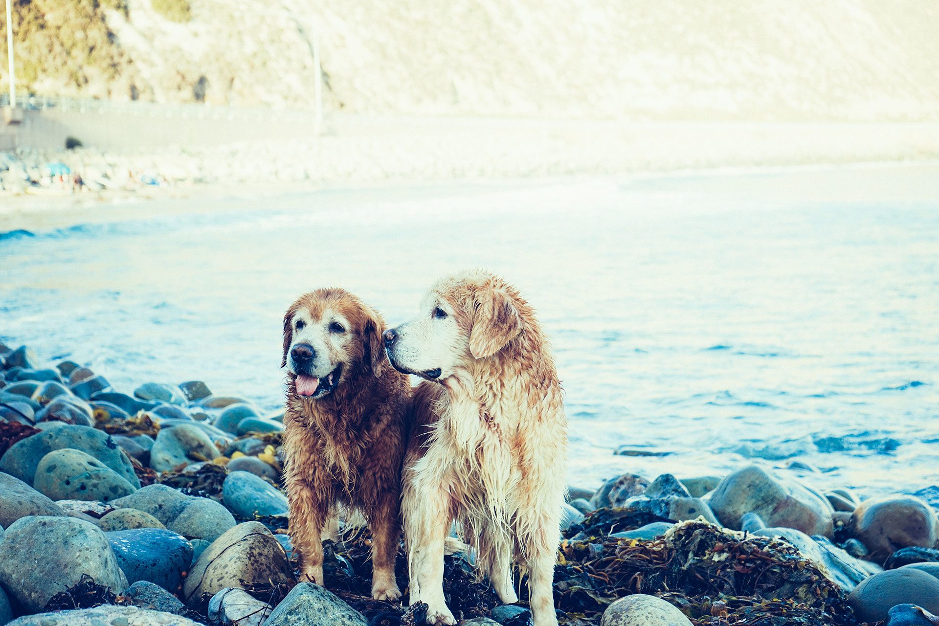 Old Golden Dogs Playing By The Water