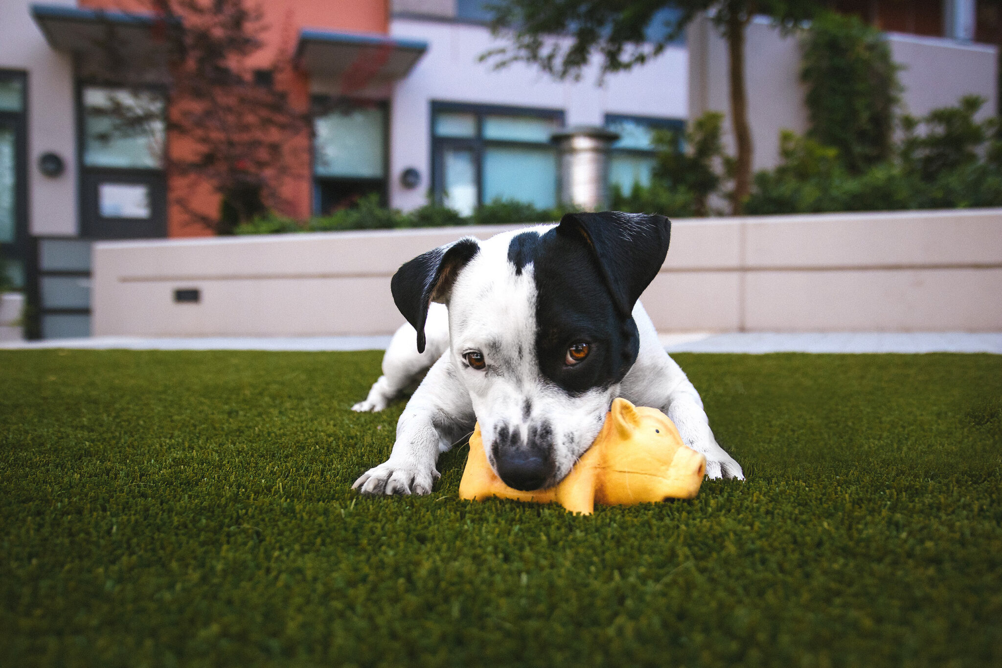 Dog With Toy