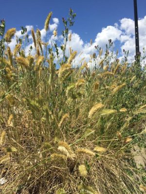 Foxtail Bush