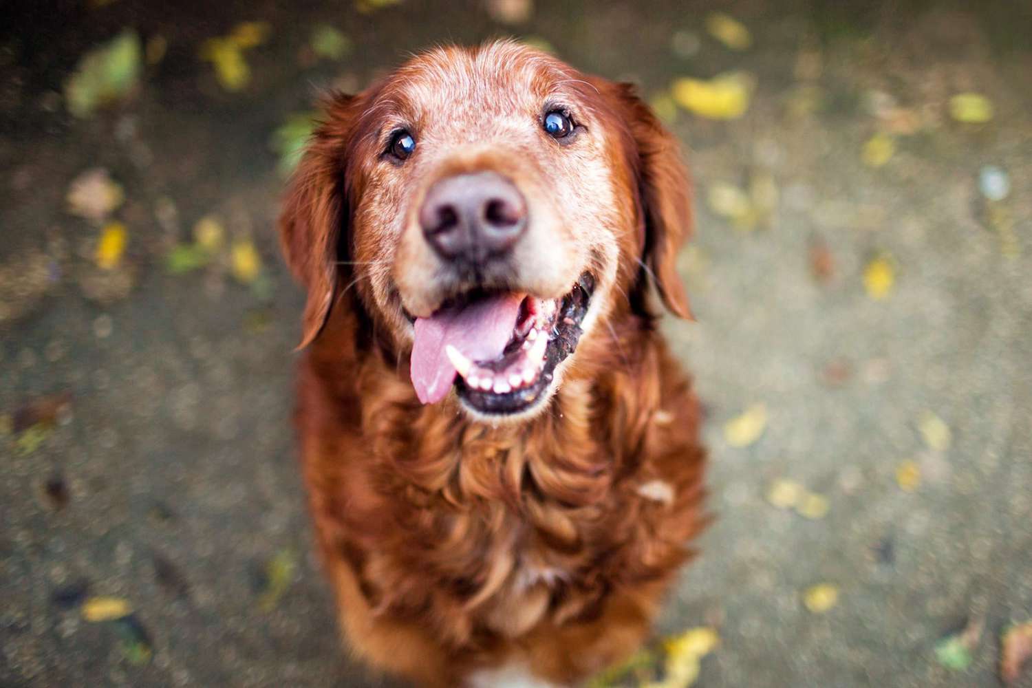 Adopting A Senior Dog 164856048 2 2000 B8be9eef61514e599d8283469a6c02ee