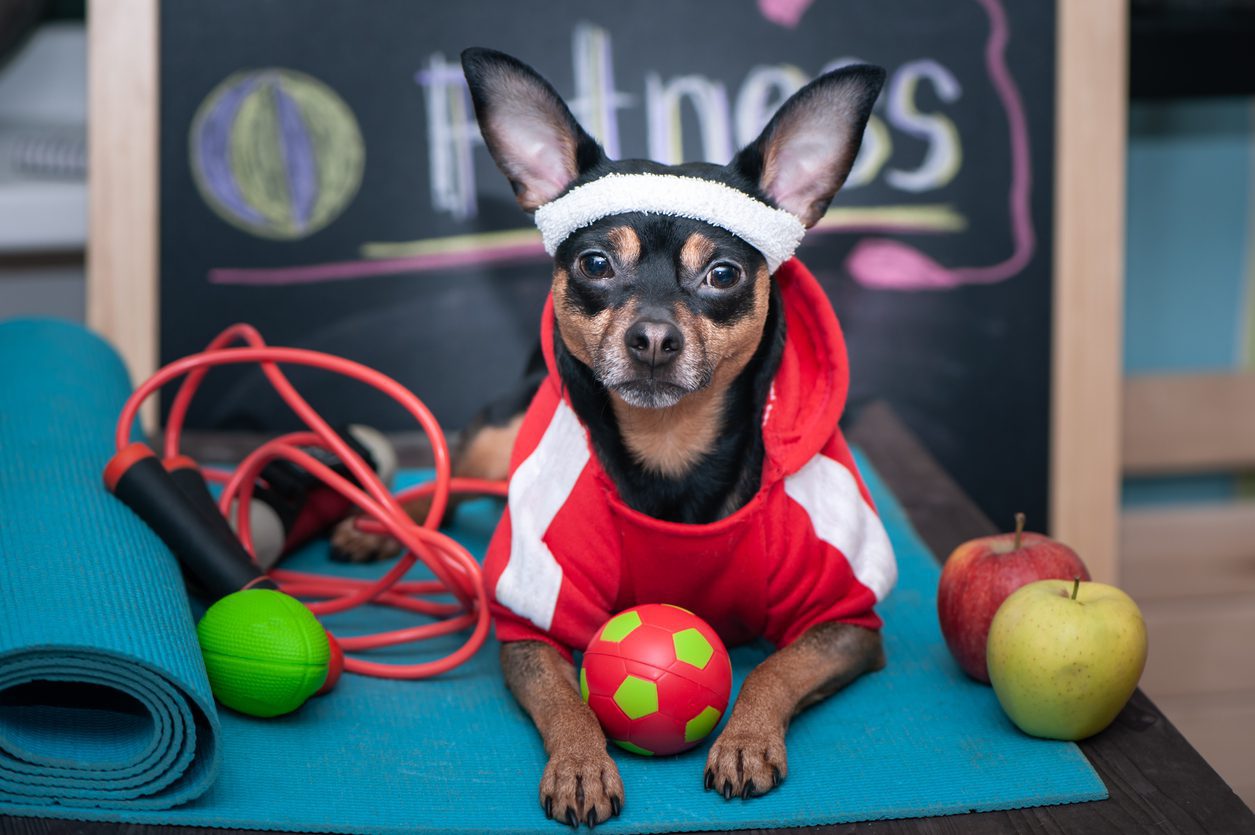 Dog Personal Trainer Concept . Fitness And Healthy Lifestyle For Pet. Dog ​​in Sportswear In Training