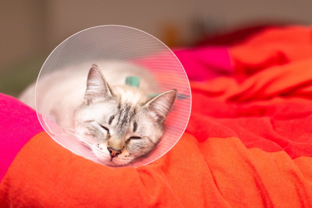 Best Methods to Relieve Pain in Pets Post-Surgery