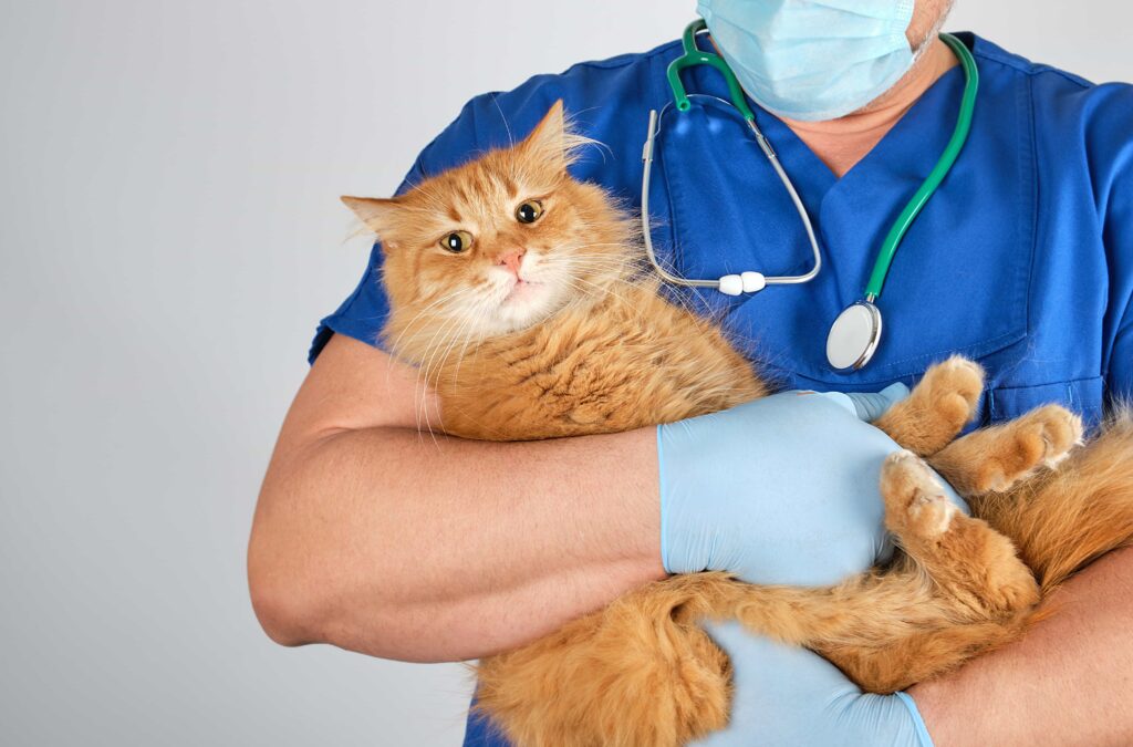 Pet’s Surgery