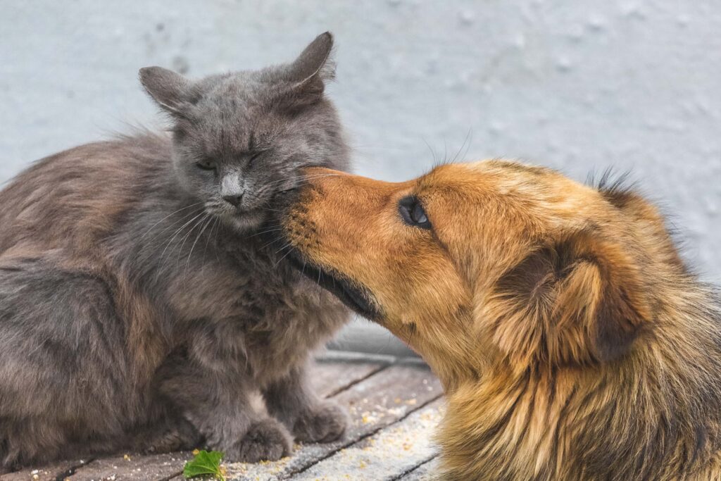 Maintaining Mental Engagement and Emotional Well-Being