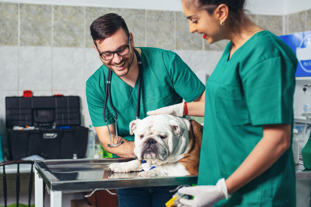 Pets to Wake Up After Surgery