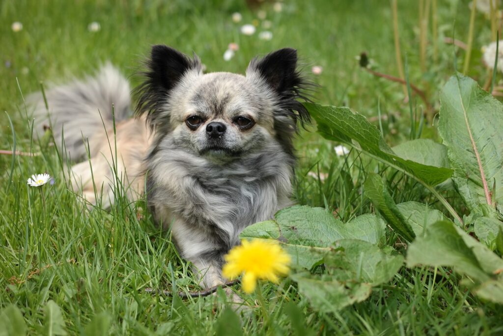 is oxalis poisonous to dogs