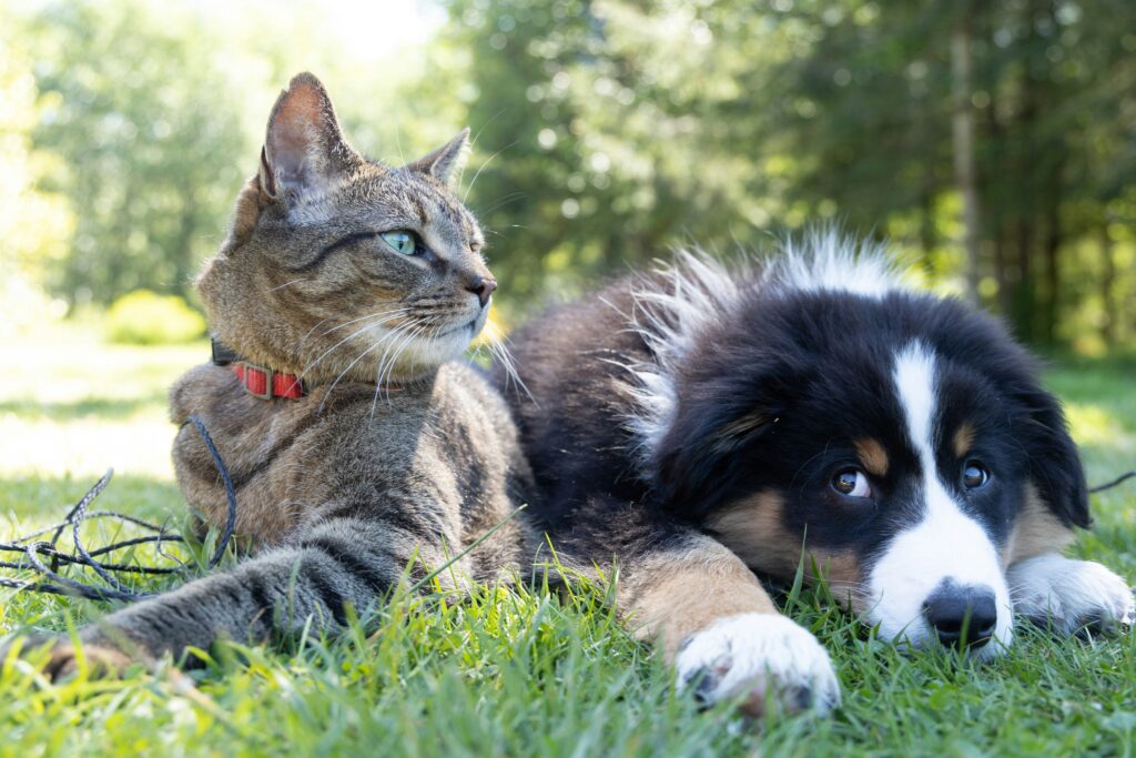 what plants are toxic to cats