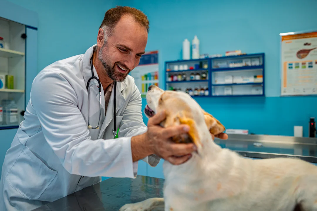 pet surgery near me