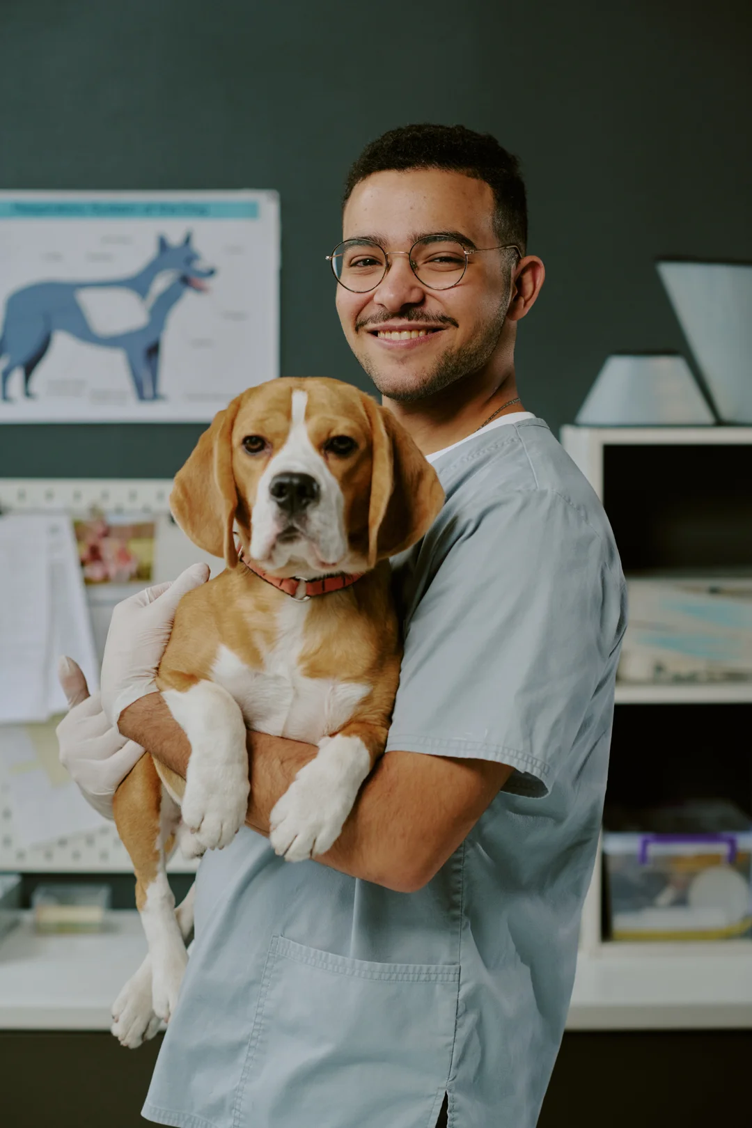 tplo dog surgery