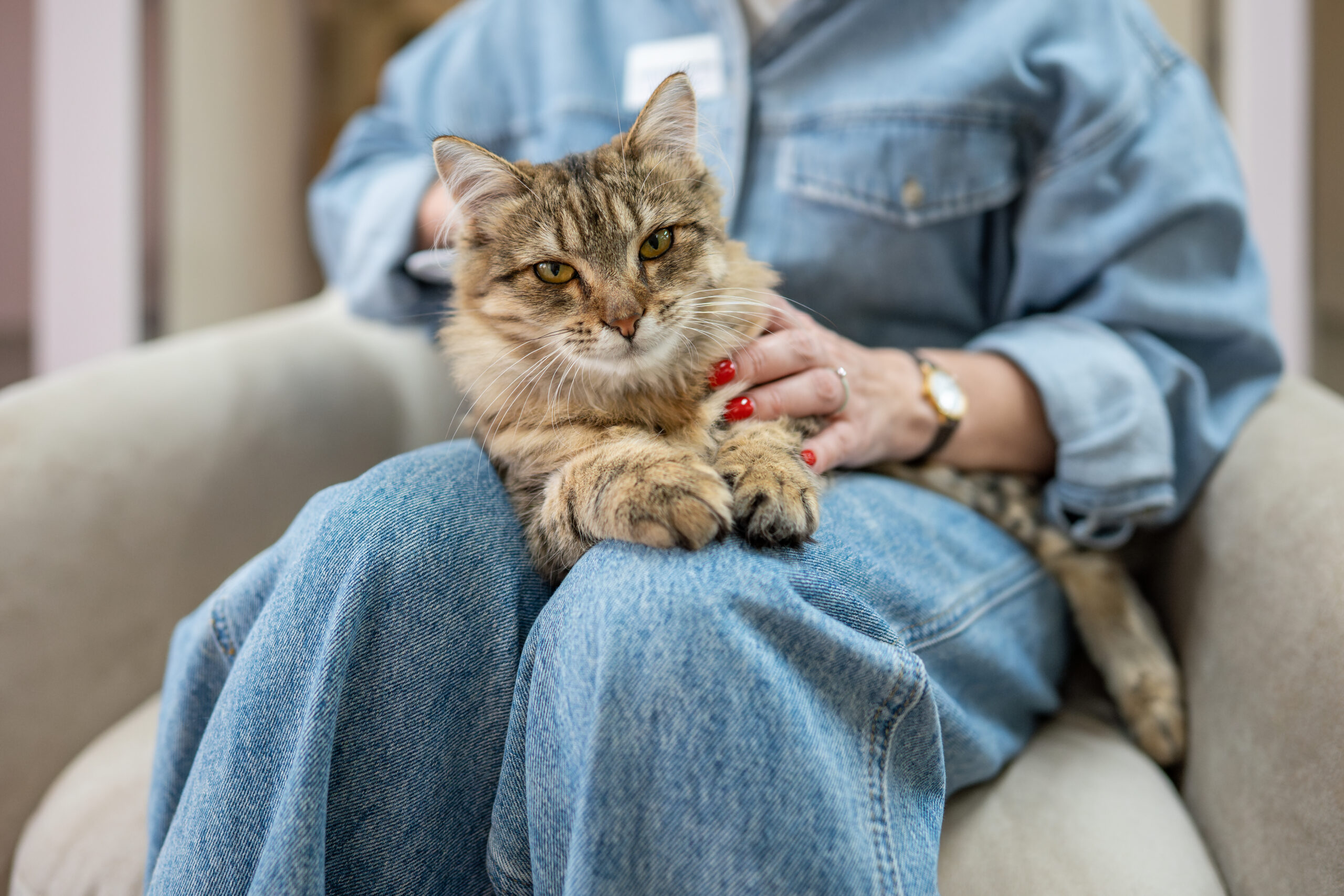 caring for elderly cat
