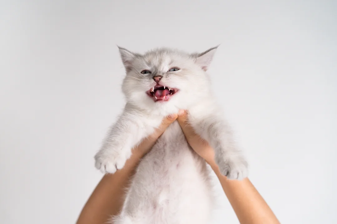 dental surgery for cats