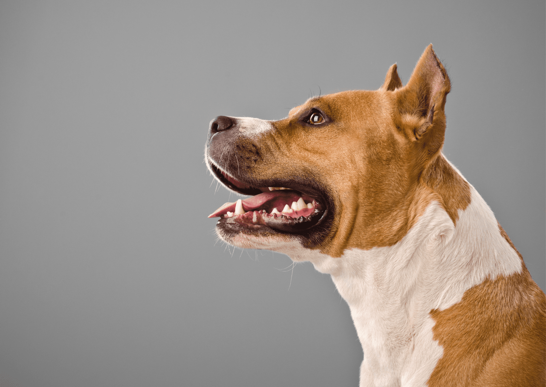 Periodontal Disease In Dogs