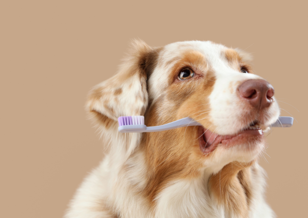 dental disease in pets
