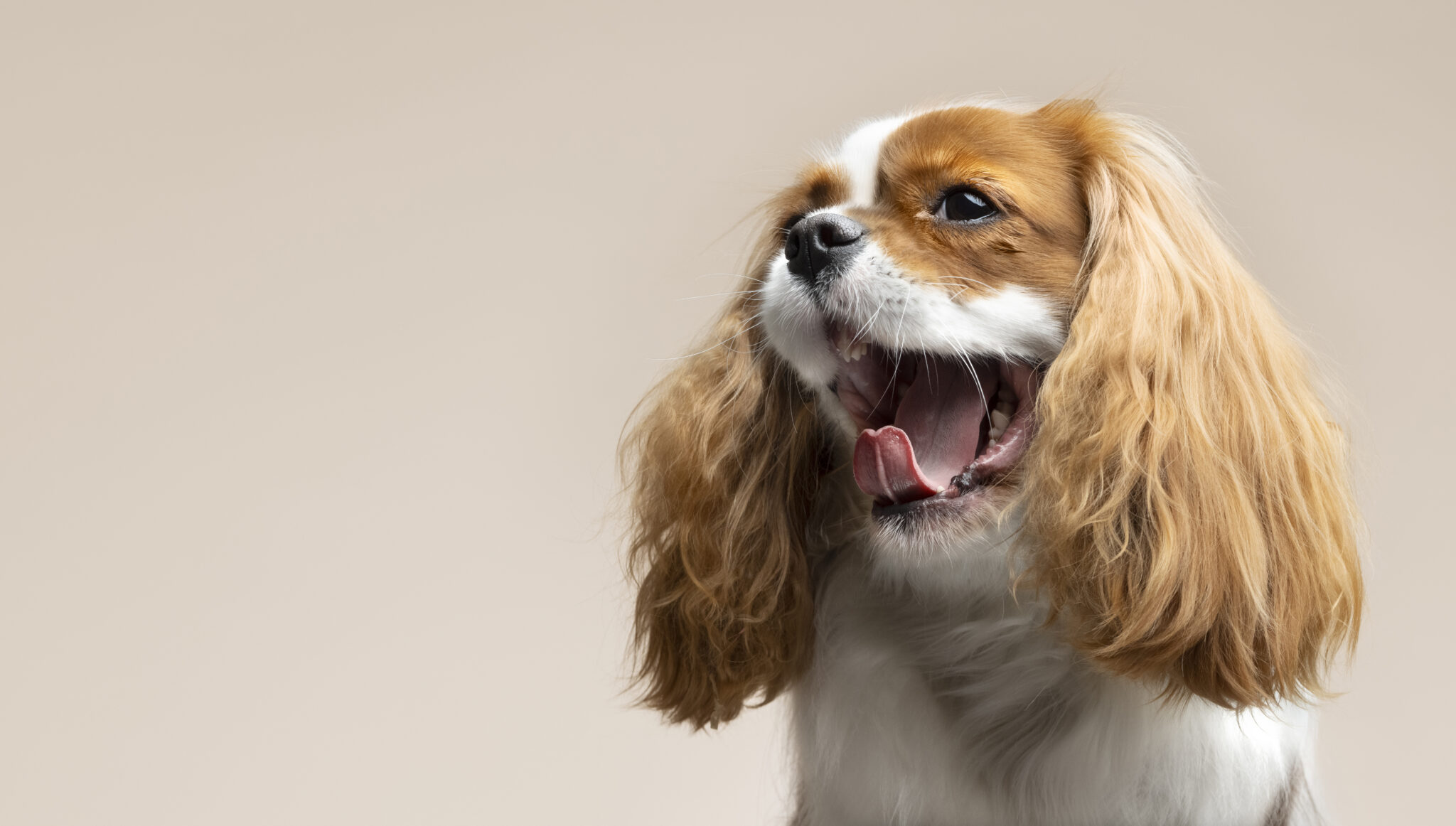 Dog Bad Breath