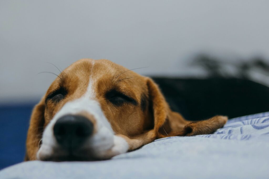 Joao Victor Xavier 25xaebcckjy Unsplash 1024x683