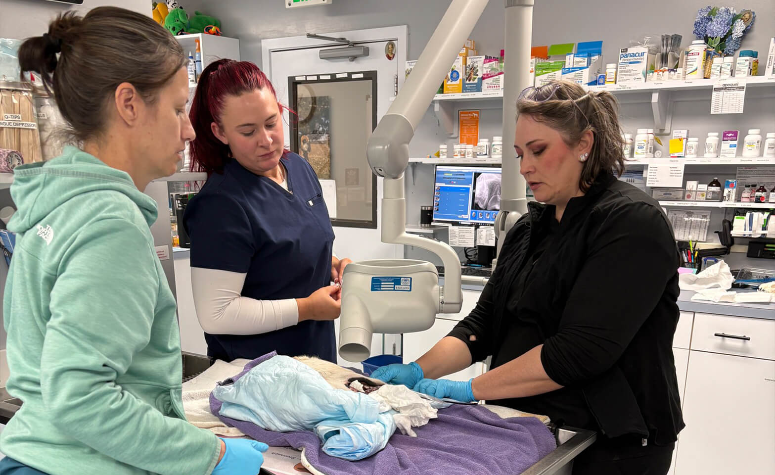 vet staff doing dental xray on pet