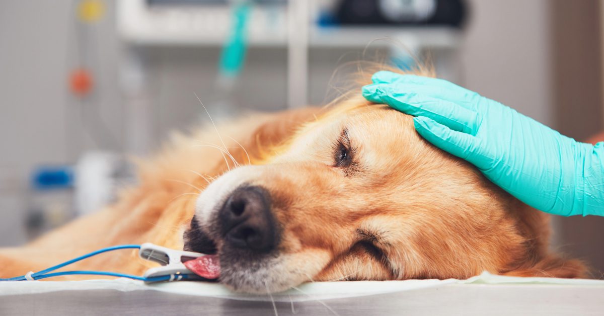 close up of anesthetized golden retriever