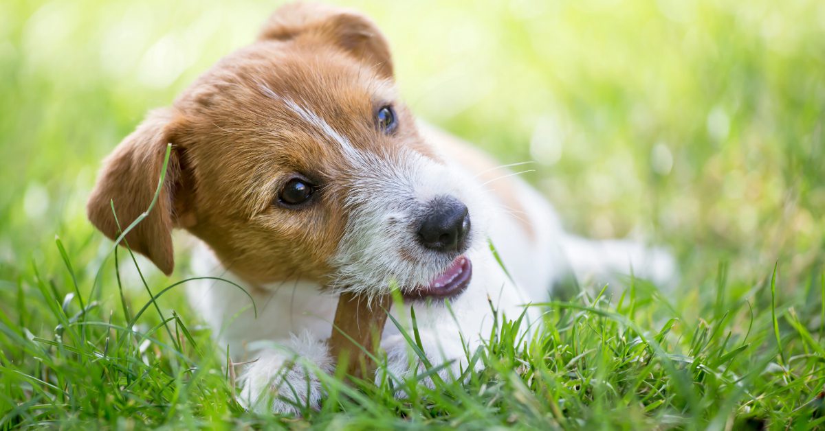 jack russell terrier dog chewing on dental treat to avoid dog bad breath