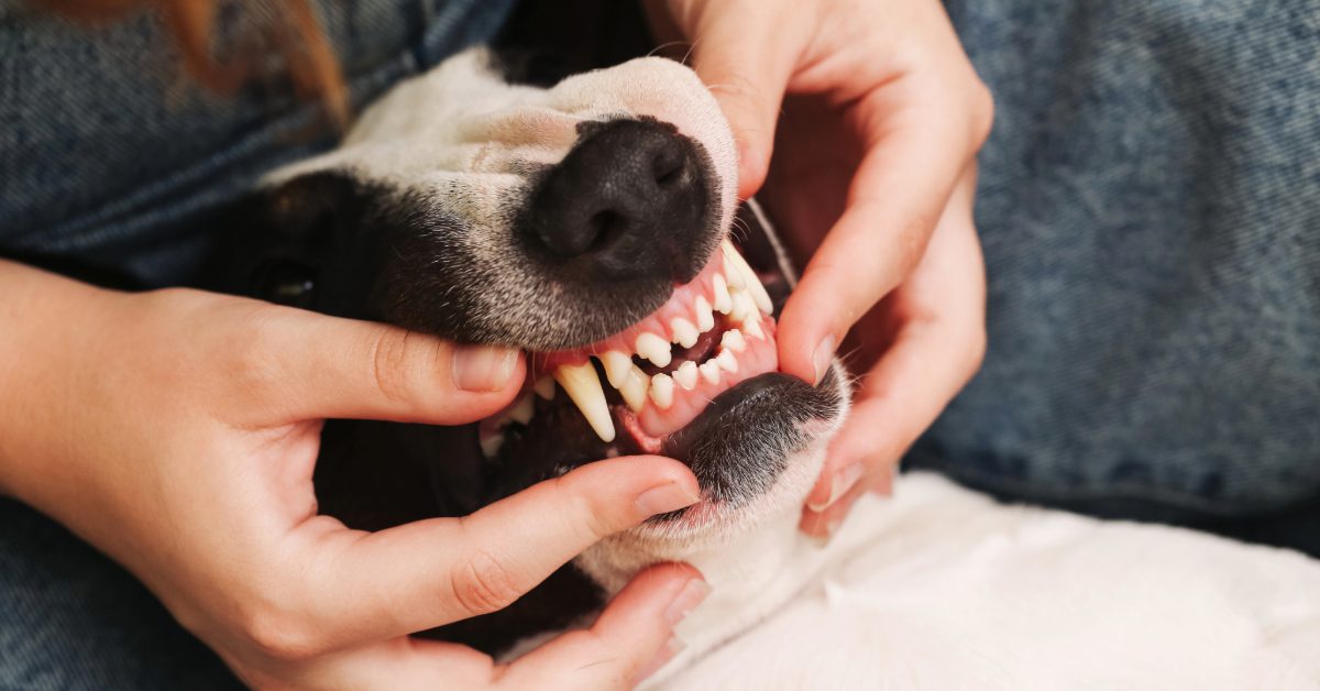 close up of pet owner checking dog's teeth and gums for signs of gum disease in dogs