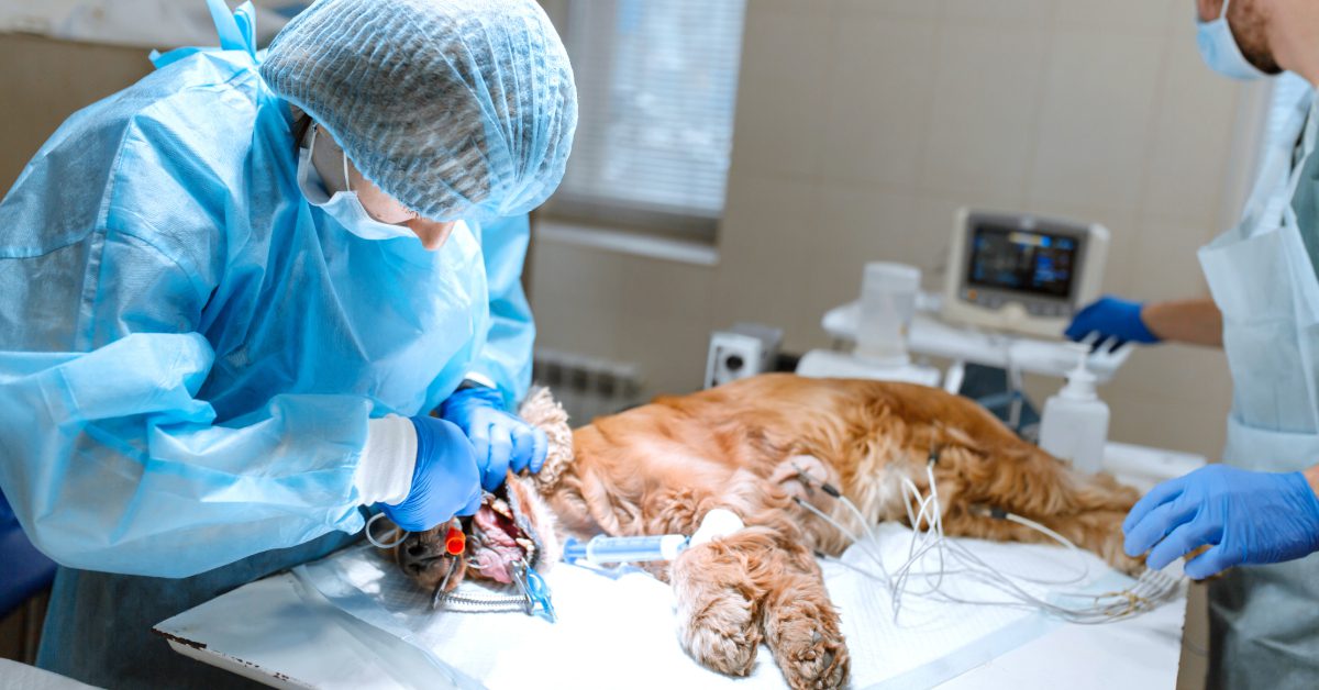 vet working on anesthetized dog at clinic for pet dental surgery