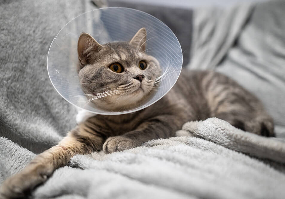 gray cat wearing surgical cone and laying on blanket