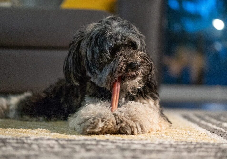 gray shaggy dog chewing on treat