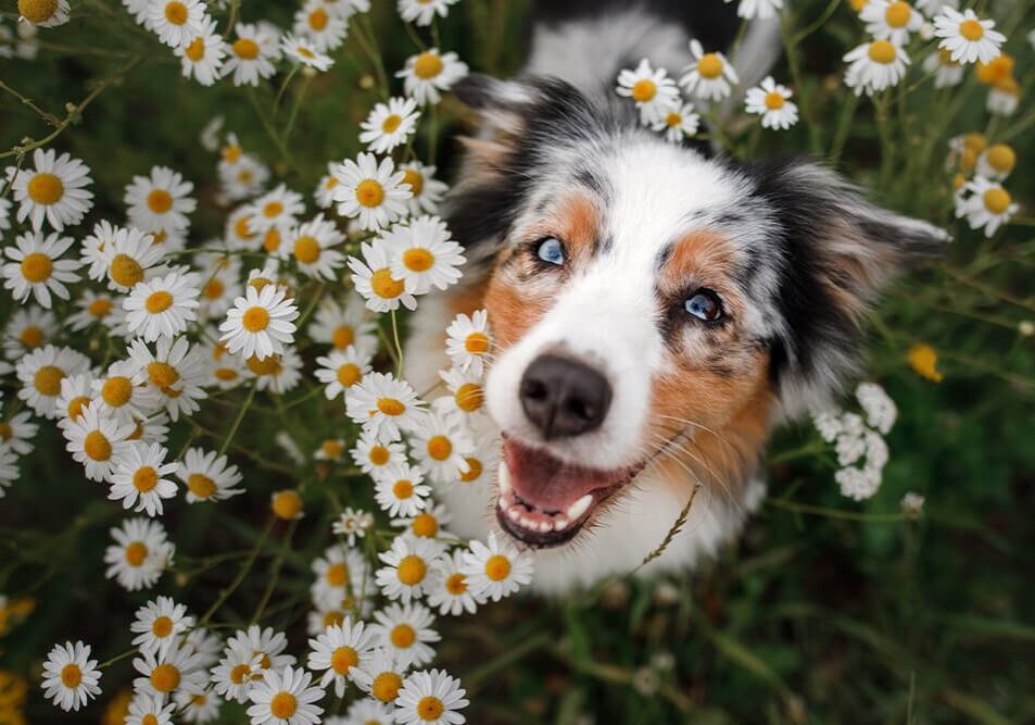 happy dog in field of flowers looking up