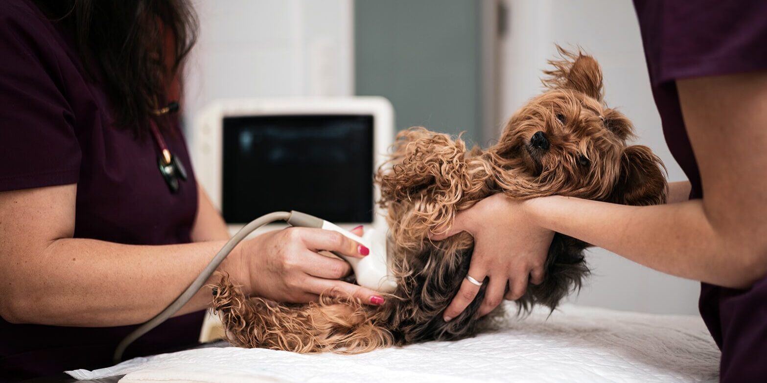 closeup of small dog getting ultrasound