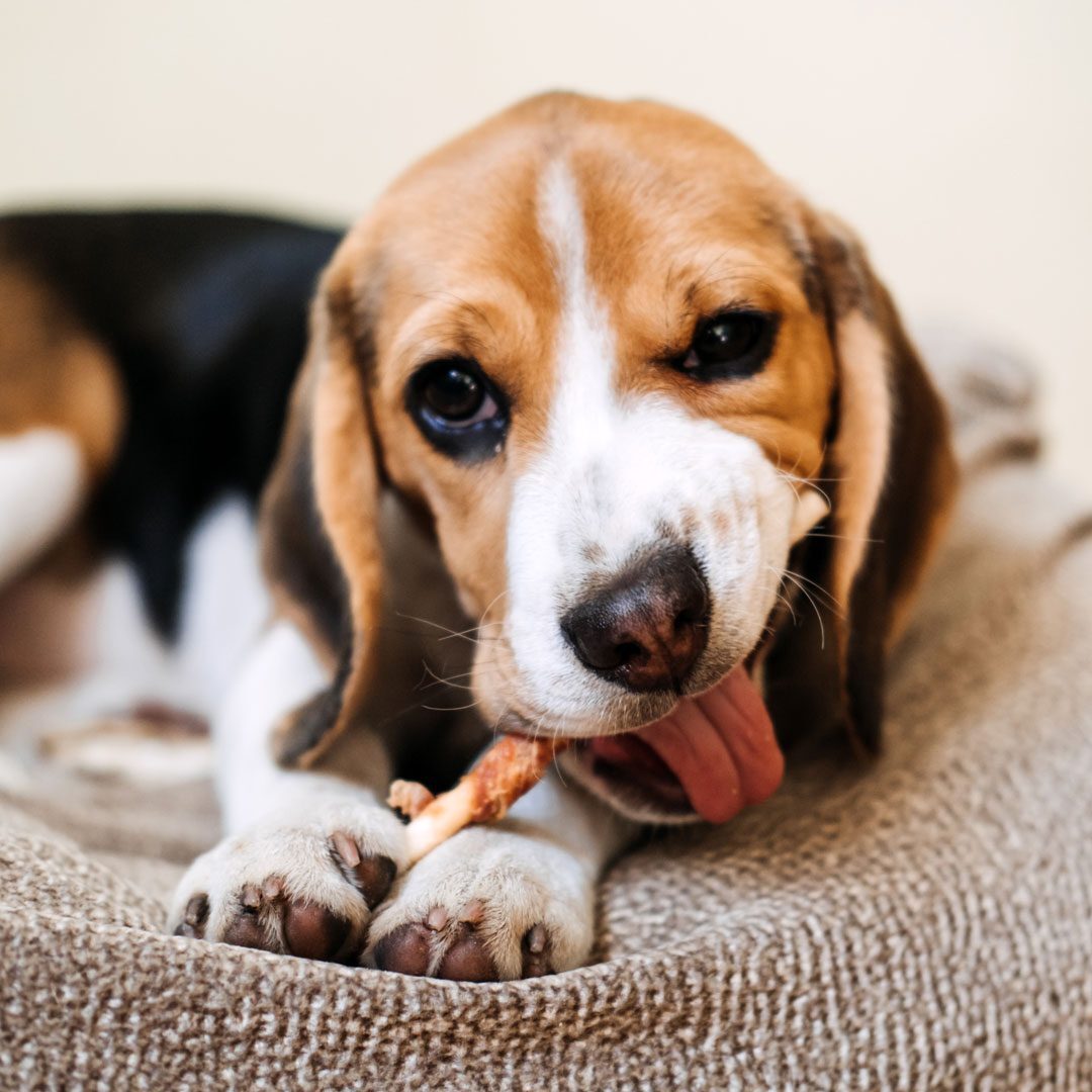 Beagle laying down and chewing on a dental stick