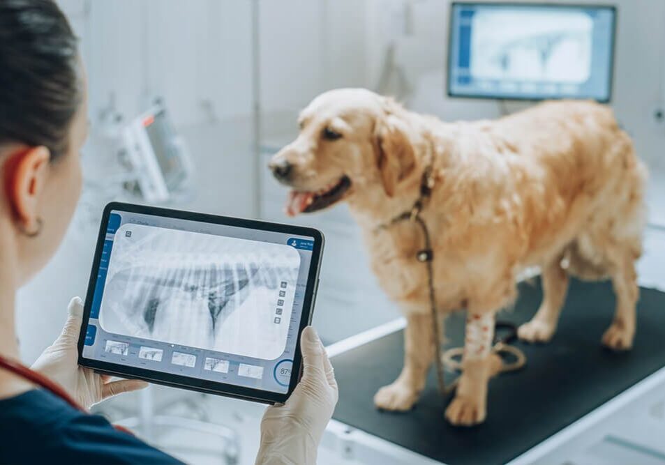 dog on table getting xray