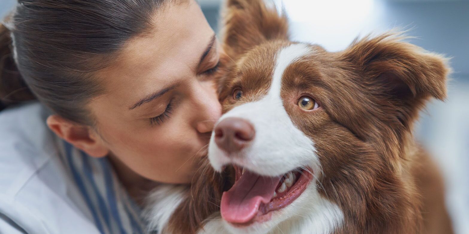 female veterinarian kissing fluffy brown and white border collie during exam