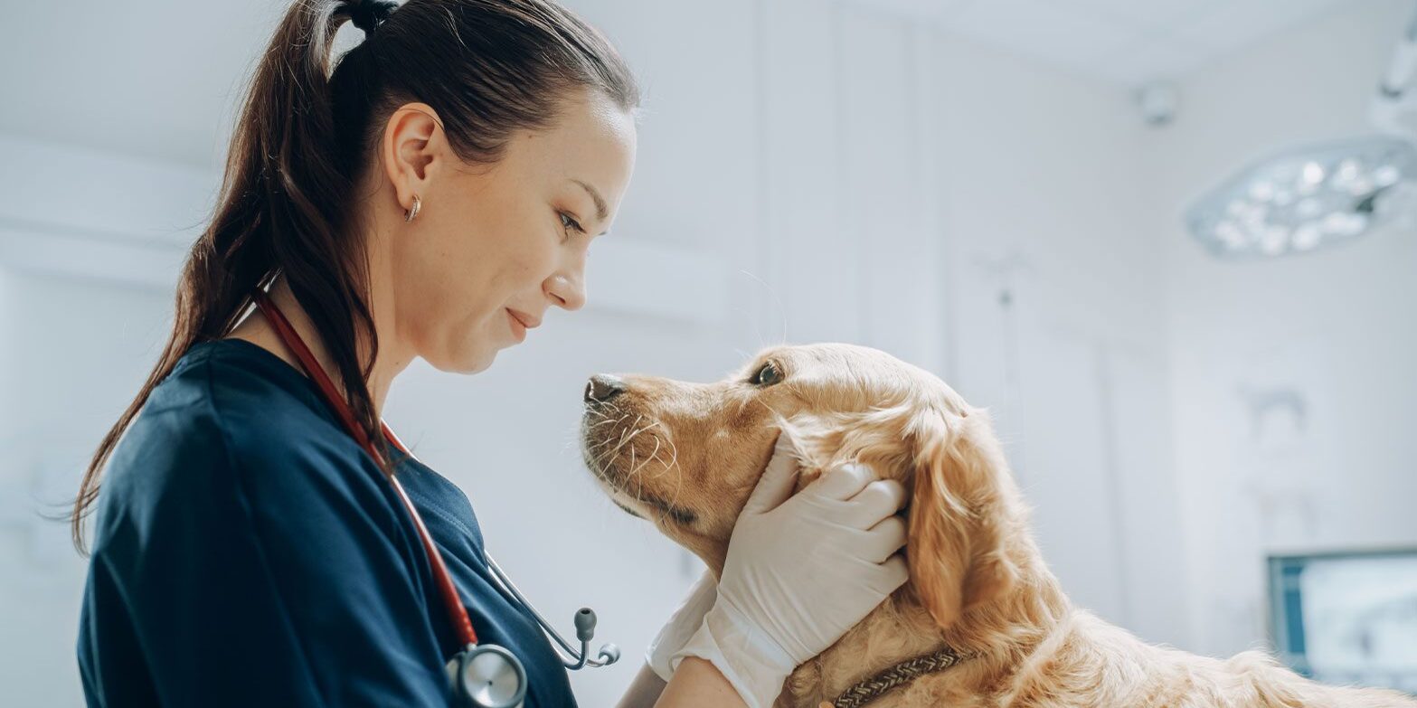female veterinarian smiling while petting golden retriever during exam