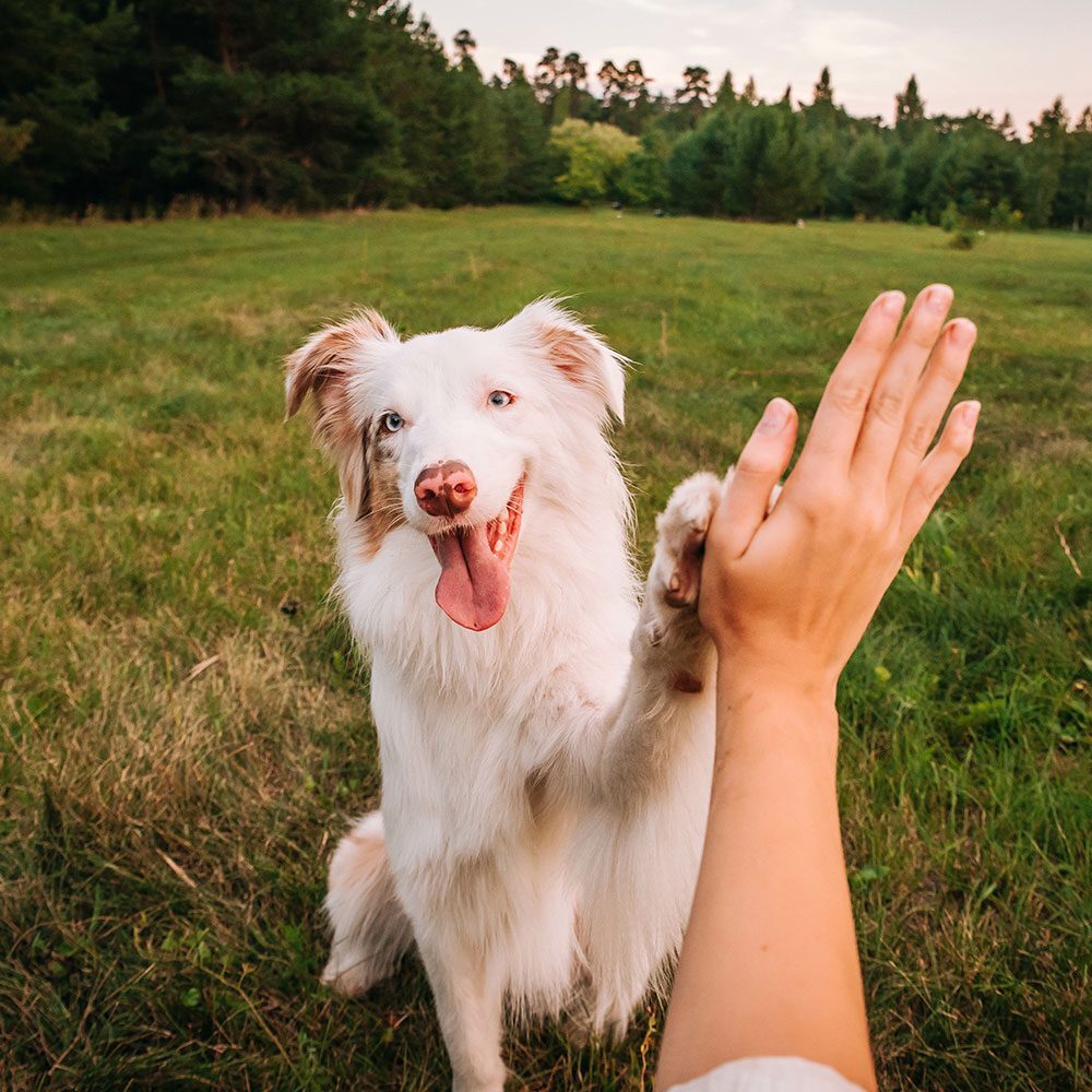 happy australian shepherd outdoors high-fiving person behind camera